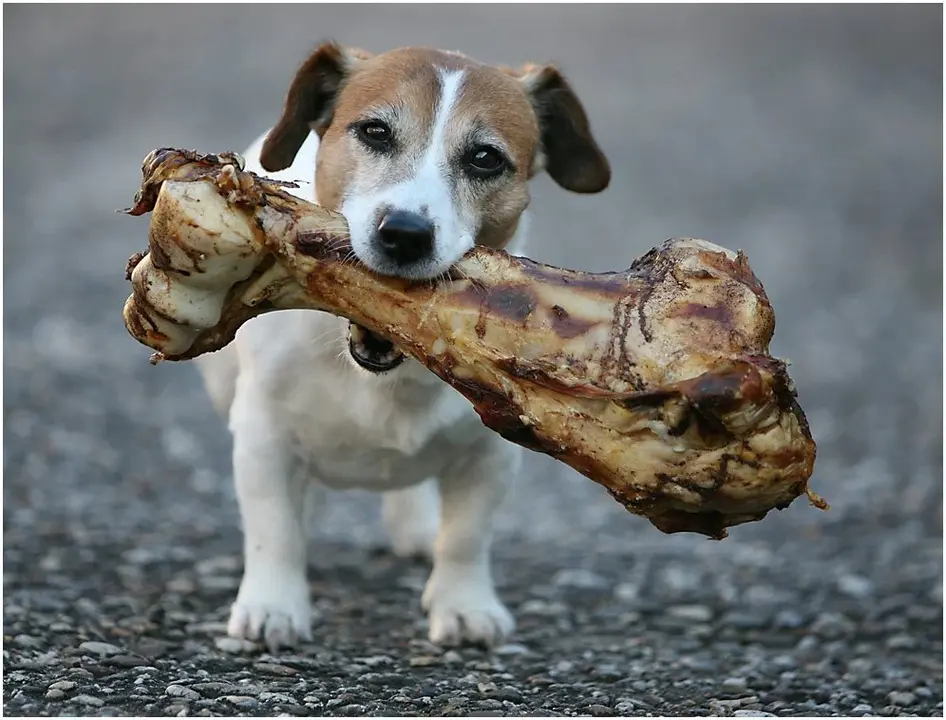 perro con hueso