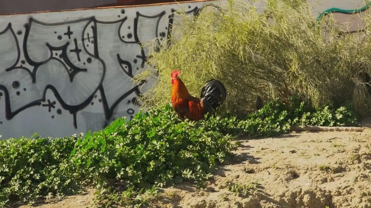 Gallos asilvestrados