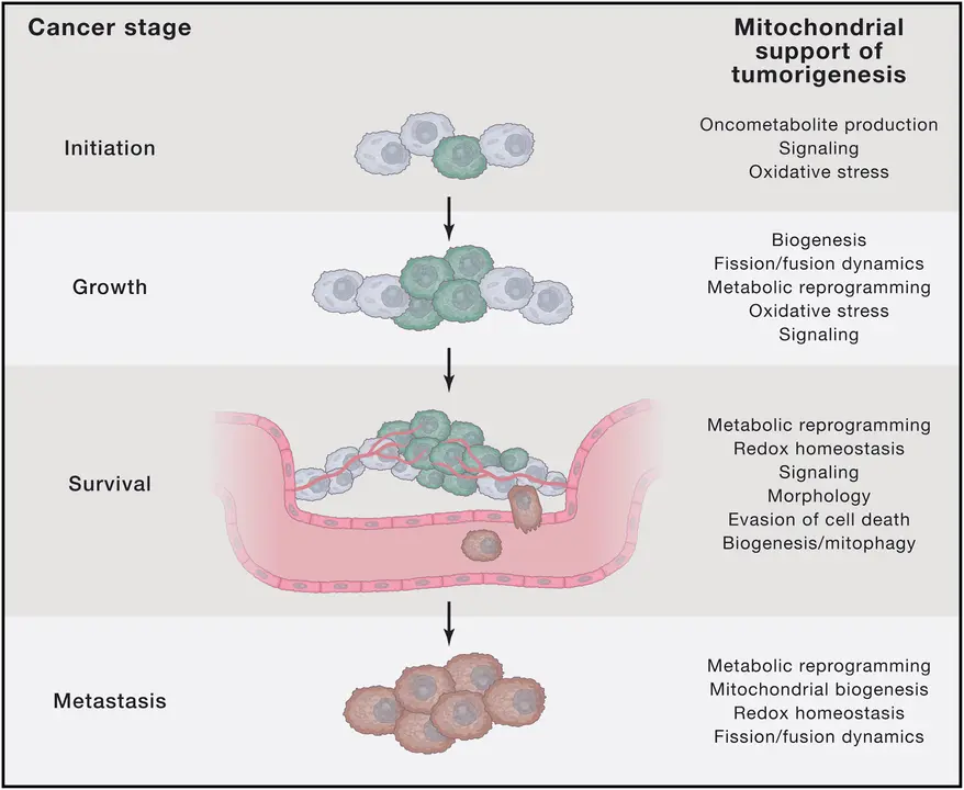 Mitondria y c&aacute;ncer