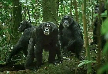 Chimpanc&eacute;s de Ngogo