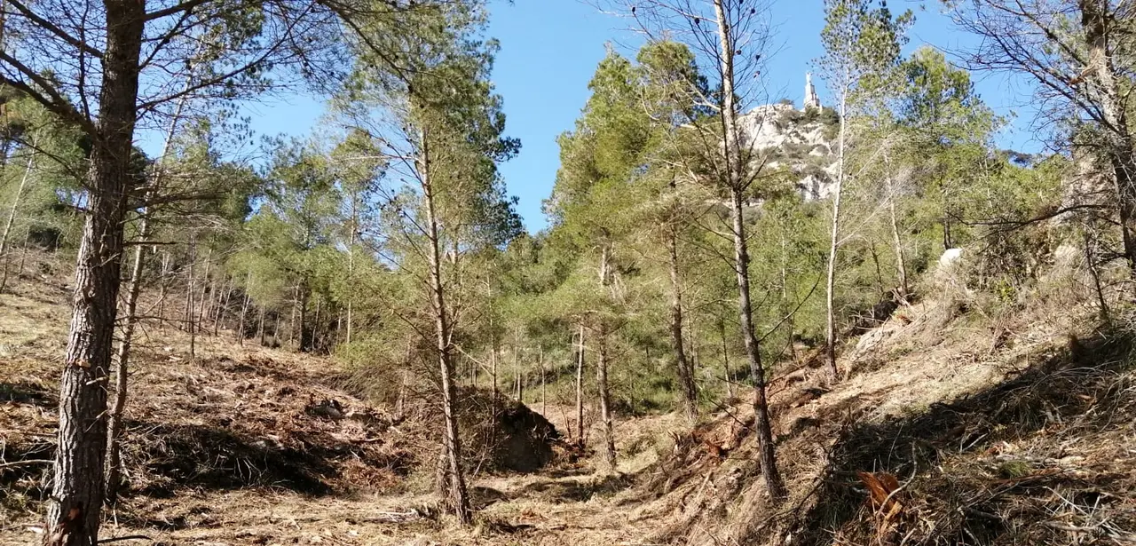 masa forestal