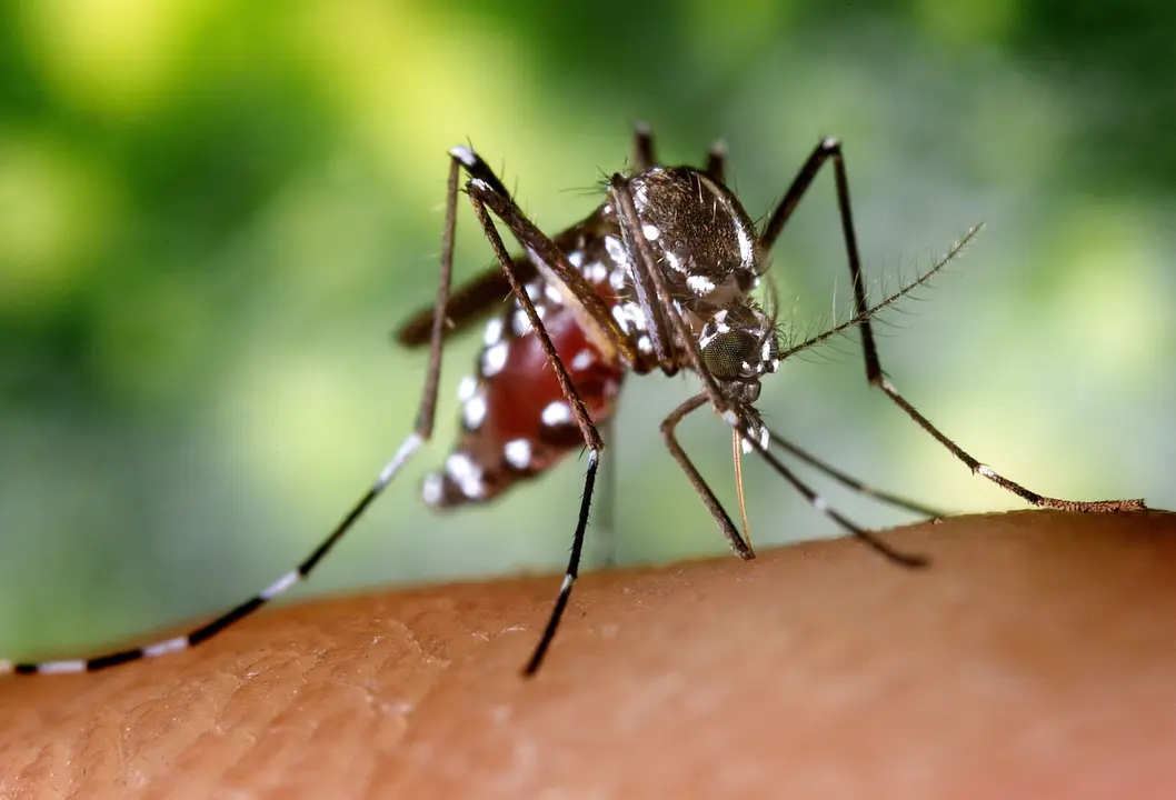 Mosquito