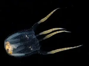 Copula sivickisi