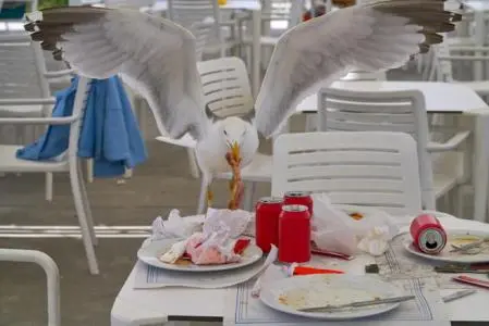 Gaviotas en una terraza