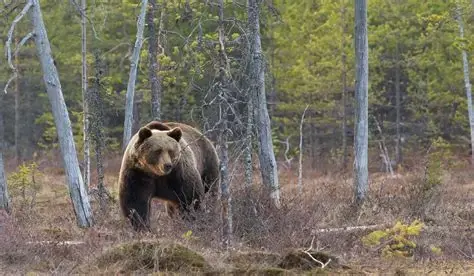 Oso entrando en ciudad del Jap&oacute;n