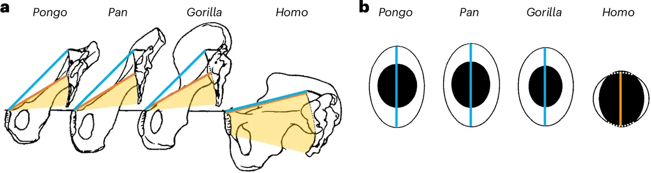 PELVIS