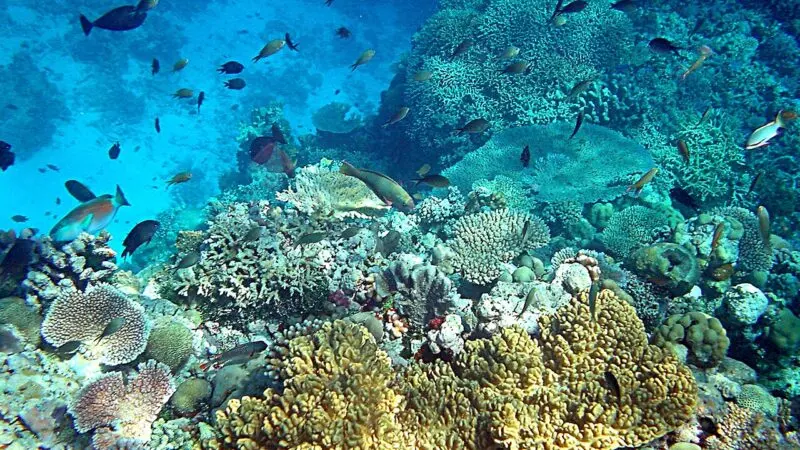 Arrecifes de coral en Pap&uacute;a Nueva Guinea. Foto de Brocken Inaglory, v&iacute;a Wikimedia Commons (CC BY-SA 3.0).
