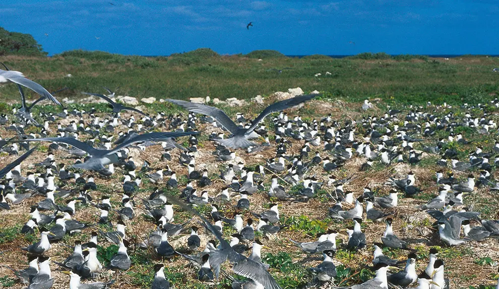charranes piquigualdos