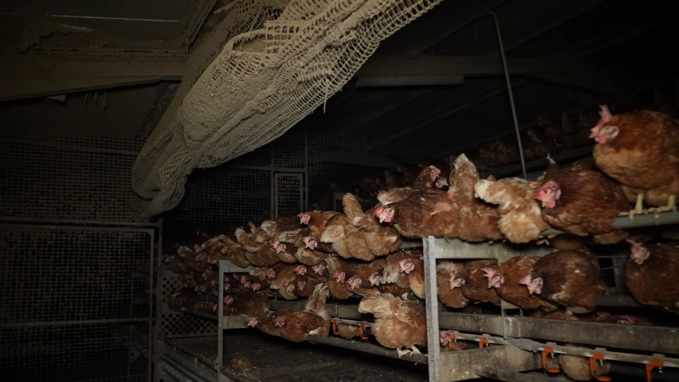 Confinadas las aves de corral de 14 municipios de Baleares desde este lunes para no propagar la gripe aviar.