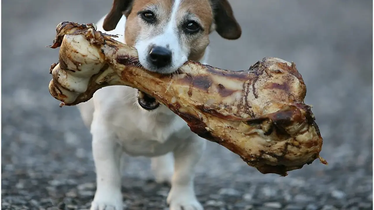 perro con hueso