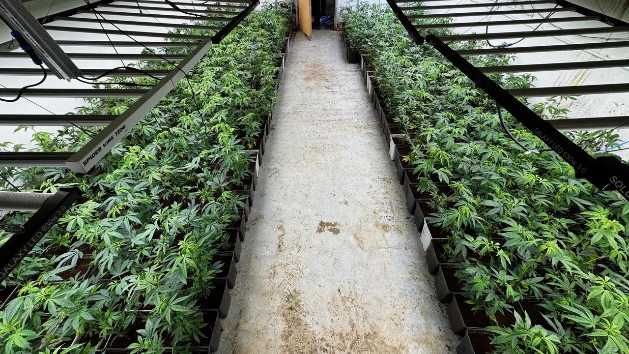 Vista general de la plantaci&oacute;n