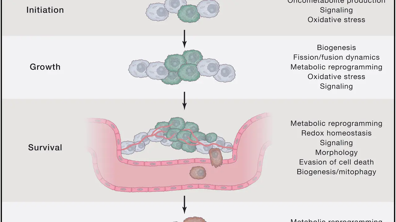 Mitondria y c&aacute;ncer