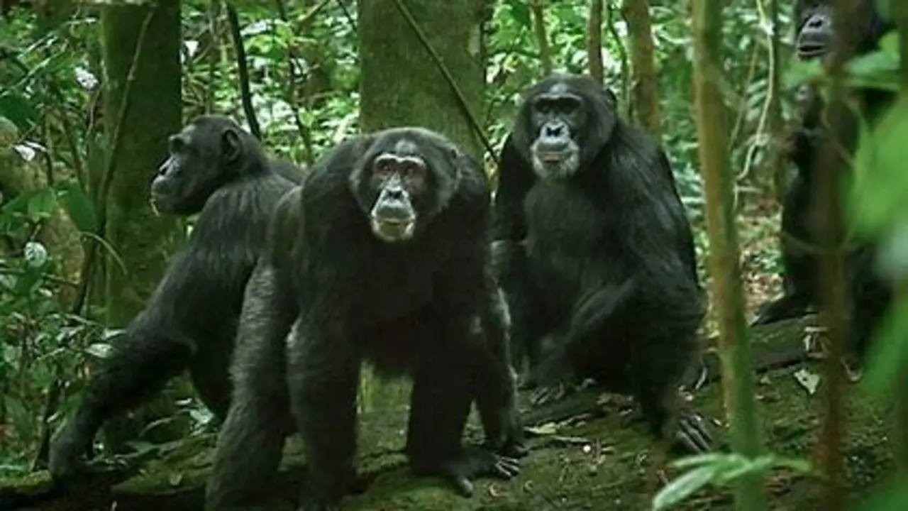 Chimpanc&eacute;s de Ngogo