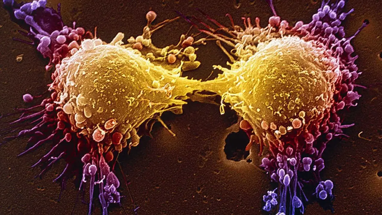 C&eacute;lulas en divisi&oacute;n