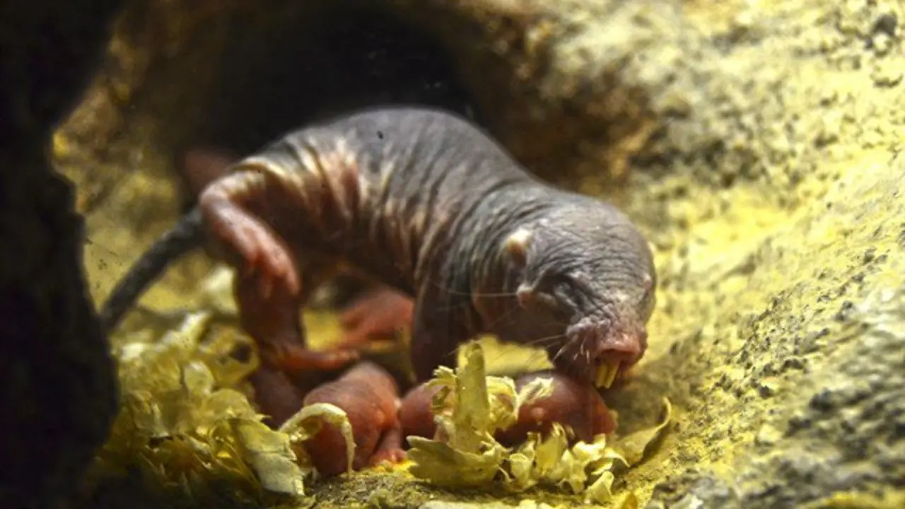 rata topo desnuda beb&eacute;