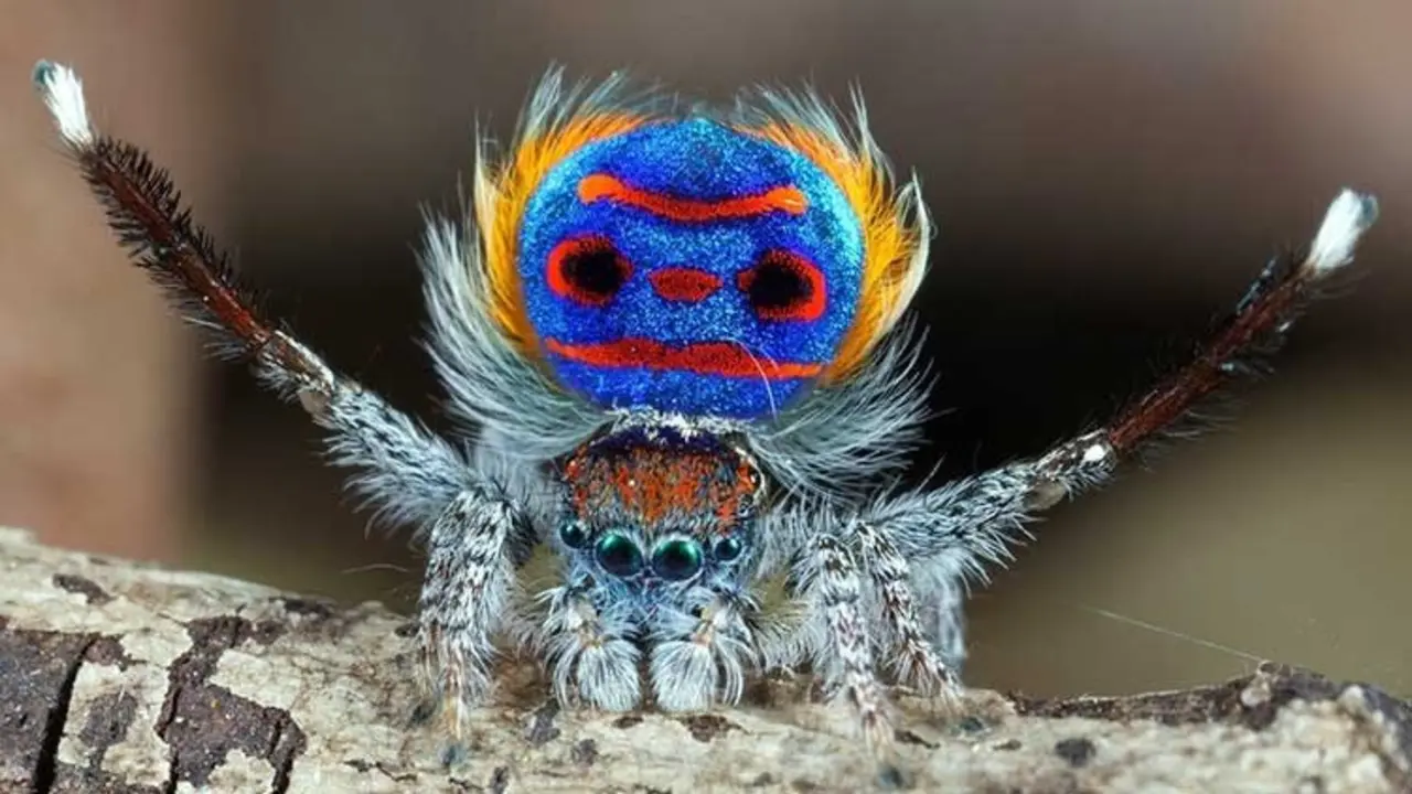 macho maratus