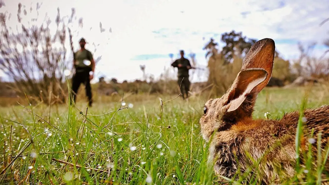 Cazadores de conejos
