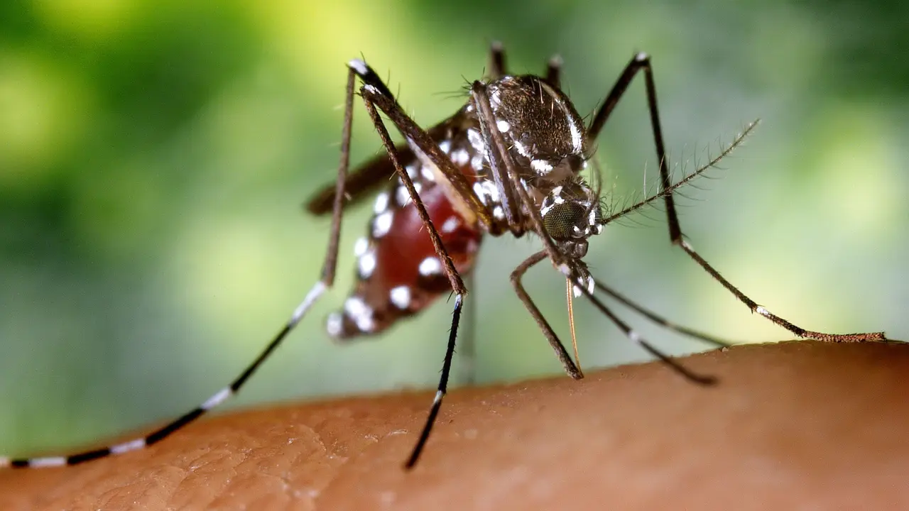 Mosquito