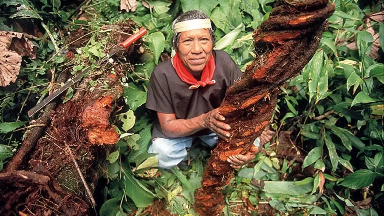 recolector de ayahuasca