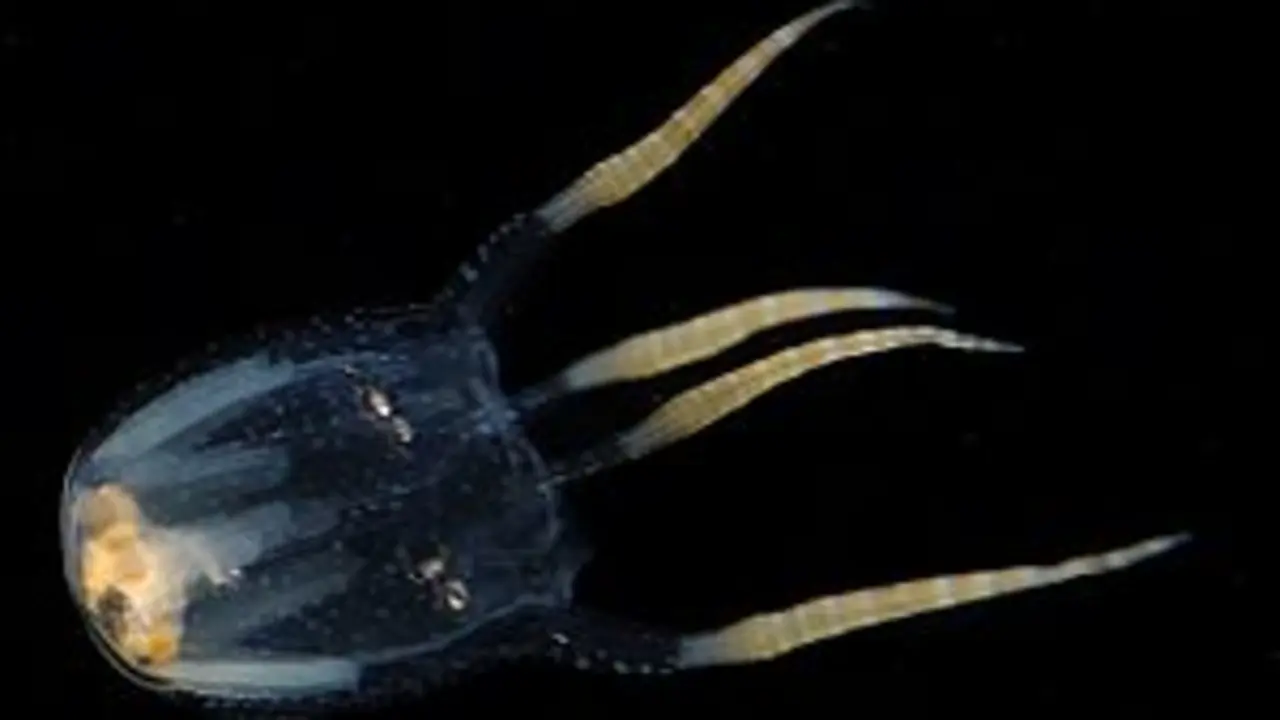 Copula sivickisi