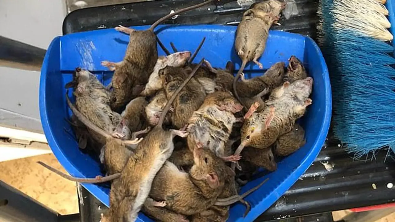 plaga de ratas en Australia