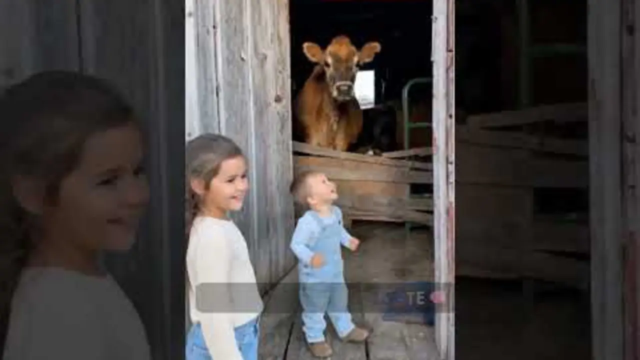 vaca
