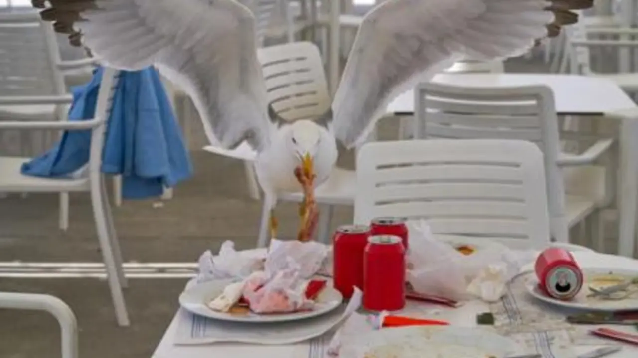 Gaviotas en una terraza