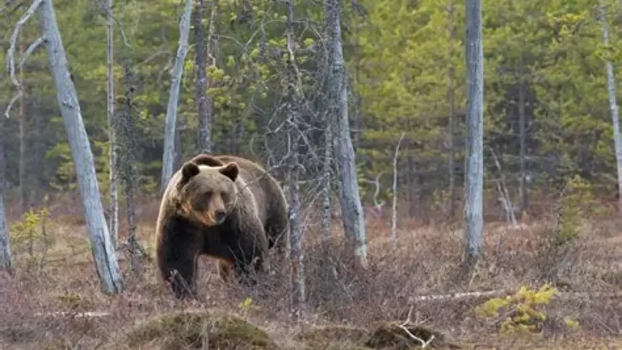Oso entrando en ciudad del Jap&oacute;n