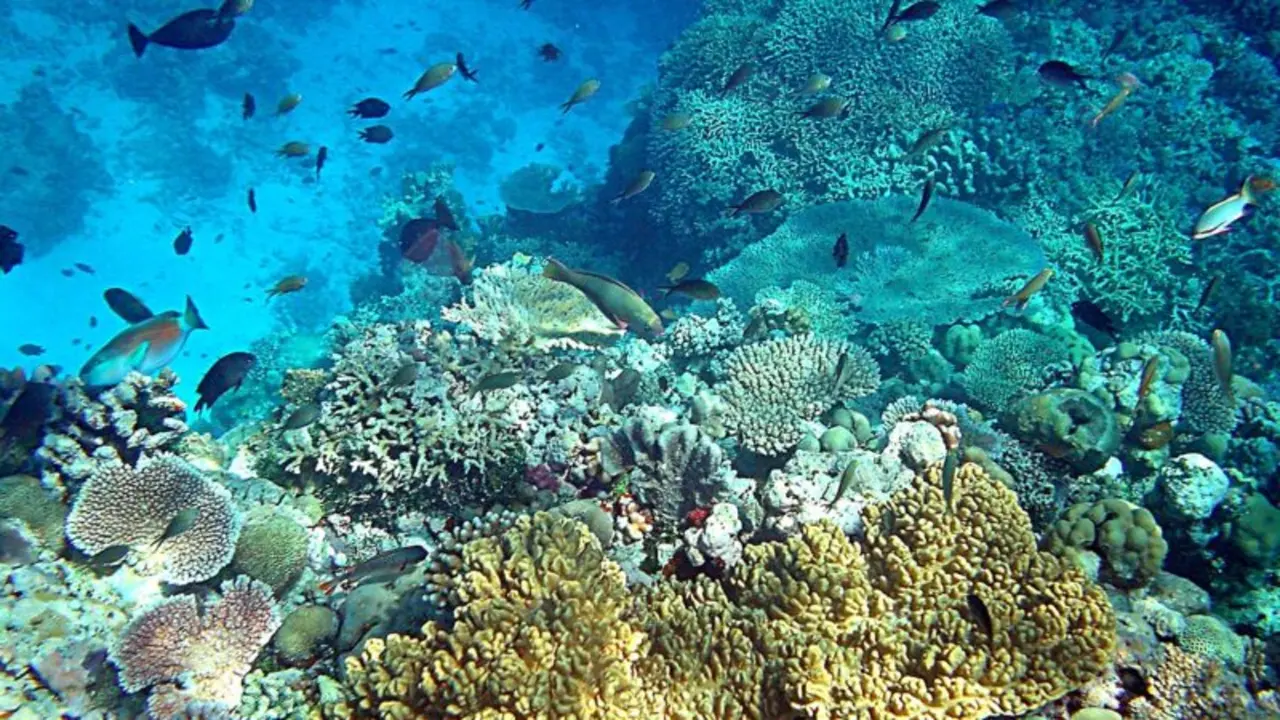Arrecifes de coral en Pap&uacute;a Nueva Guinea. Foto de Brocken Inaglory, v&iacute;a Wikimedia Commons (CC BY-SA 3.0).