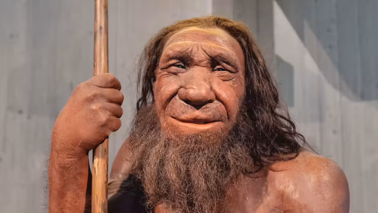 neandertal