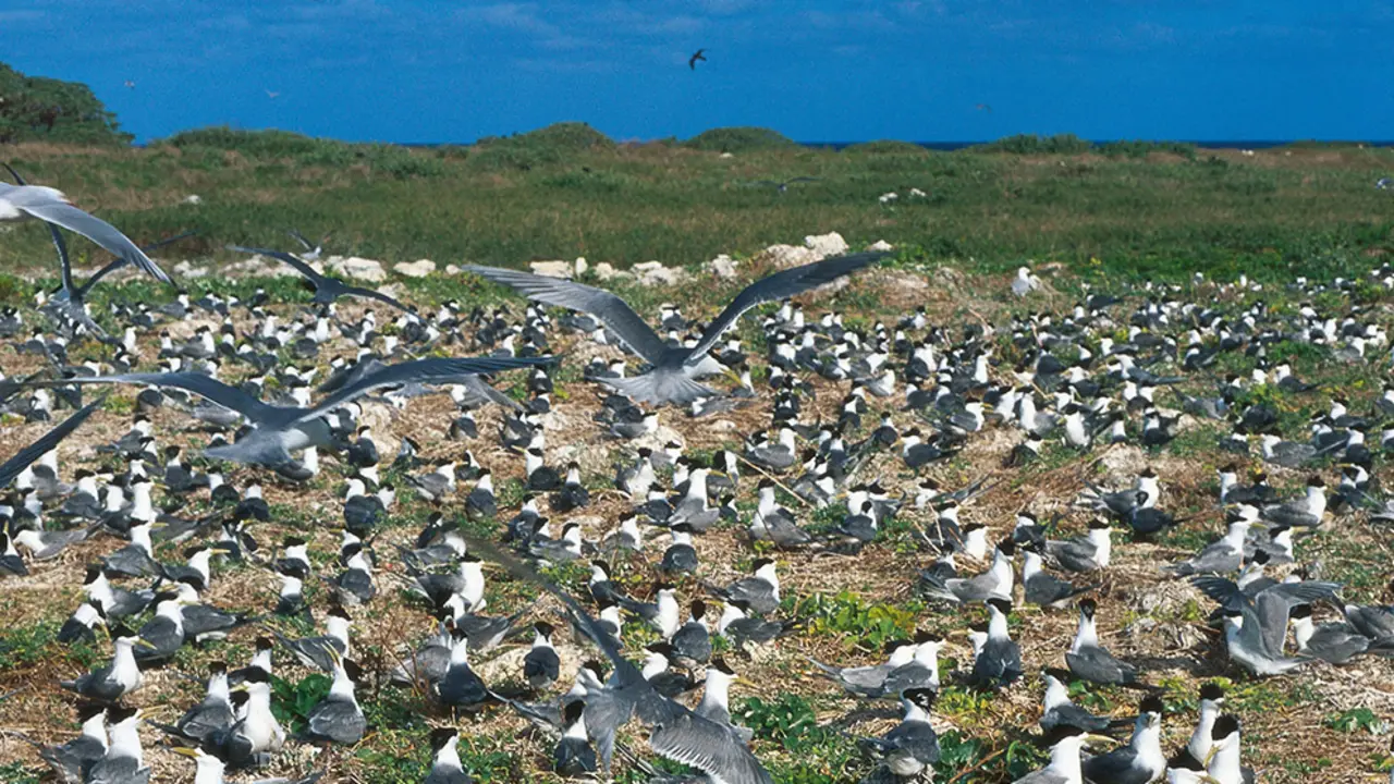 charranes piquigualdos