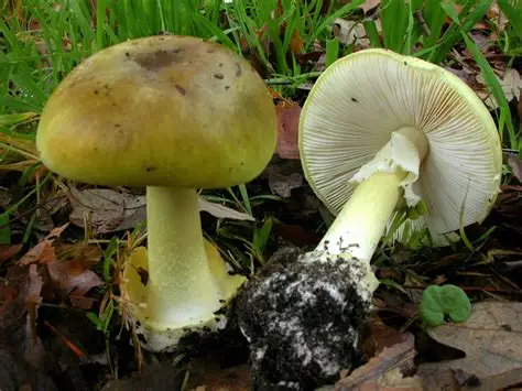 La peligrosa Amanita Phaloides