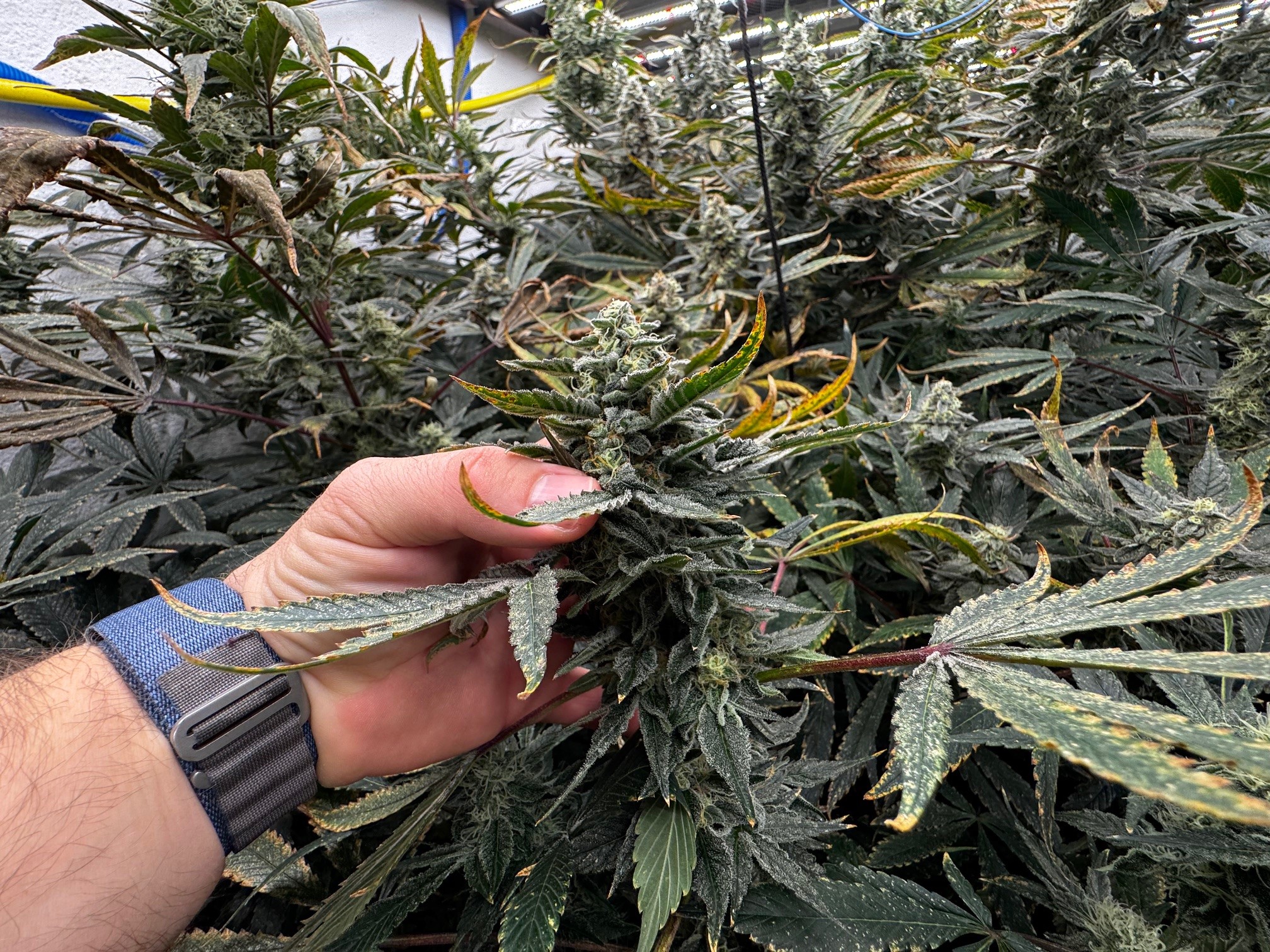 Detalle de las plantas