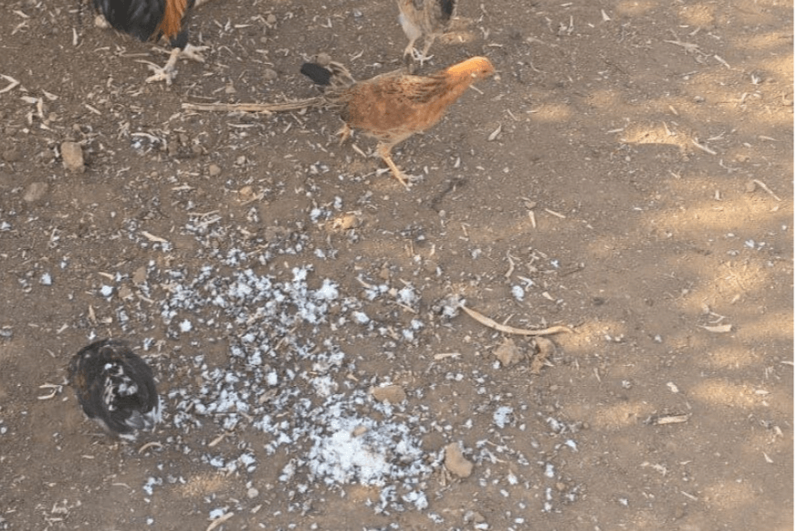 Gallinas asilvestradas