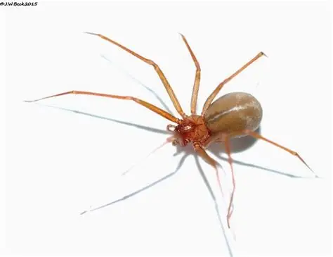 Araña Violinsta. Loxosceles rufescens