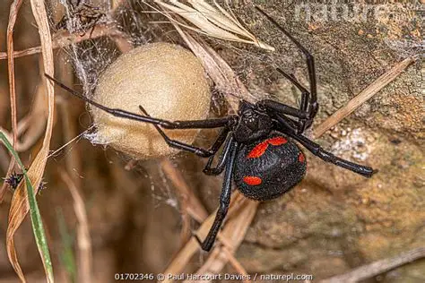 La viuda negra europea. Latrodectus tredecimguttatus