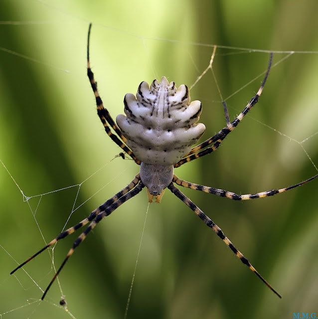 Argiope lobata