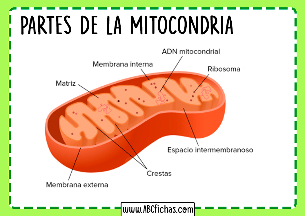 Mitocondria partes
