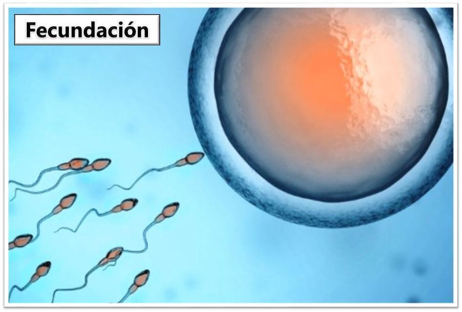 lucha de espermatozoides para llegar al embrión