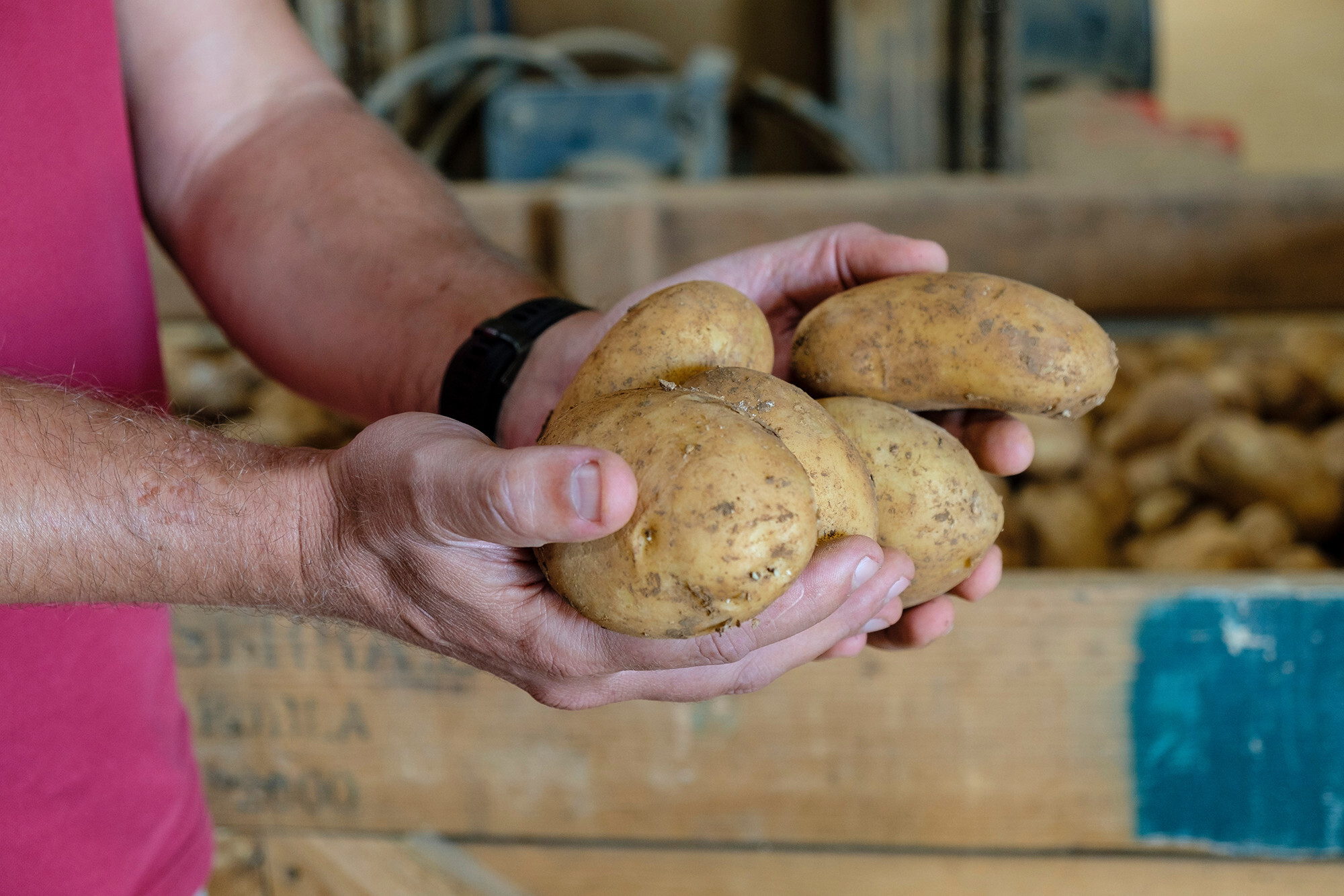 Patates de sa Pobla