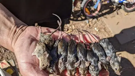 granjeros australianos mostrando la plaga