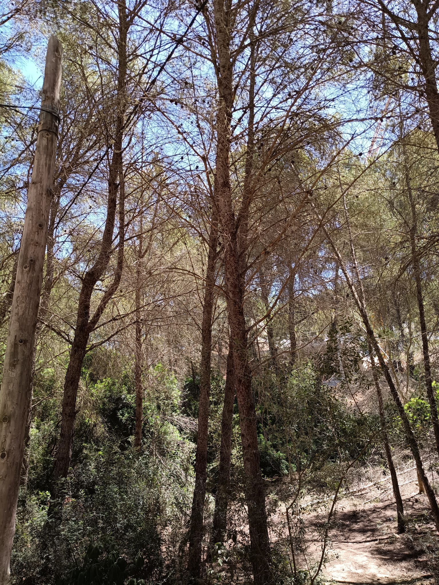Pinos enfermos por las obras y el tránsito de camiones