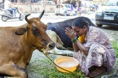 vacas sagradas en la Índia