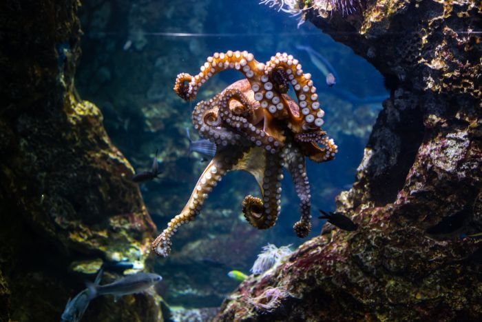 Pulpo