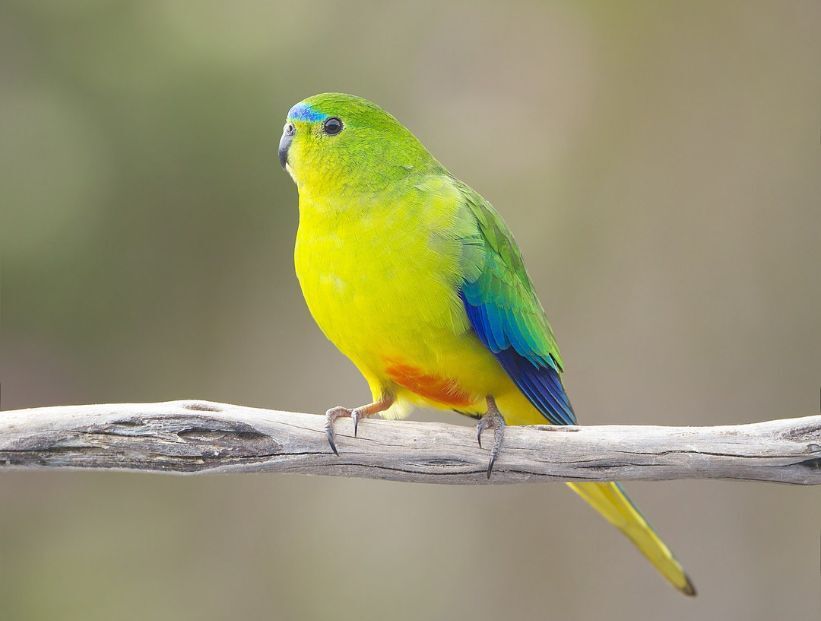 loro de vientre naranja