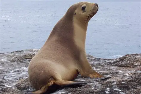 león marino australiano